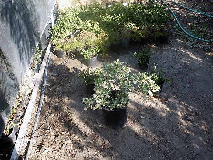 Pittosporum Variegata